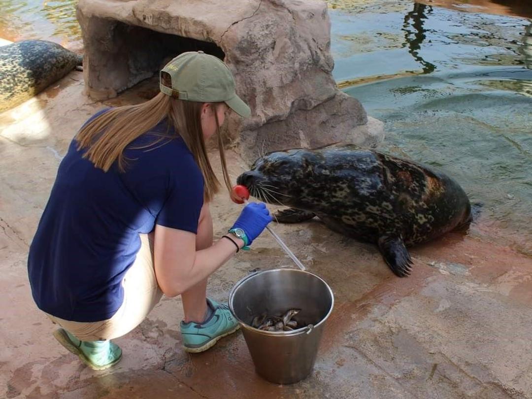 Denver Zoo's only harbor seal dies at 33 years old ...