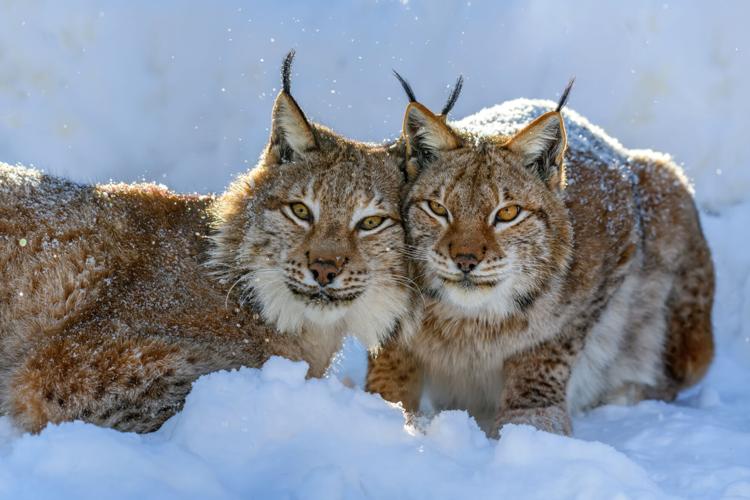 What's the difference between a bobcat and a lynx?