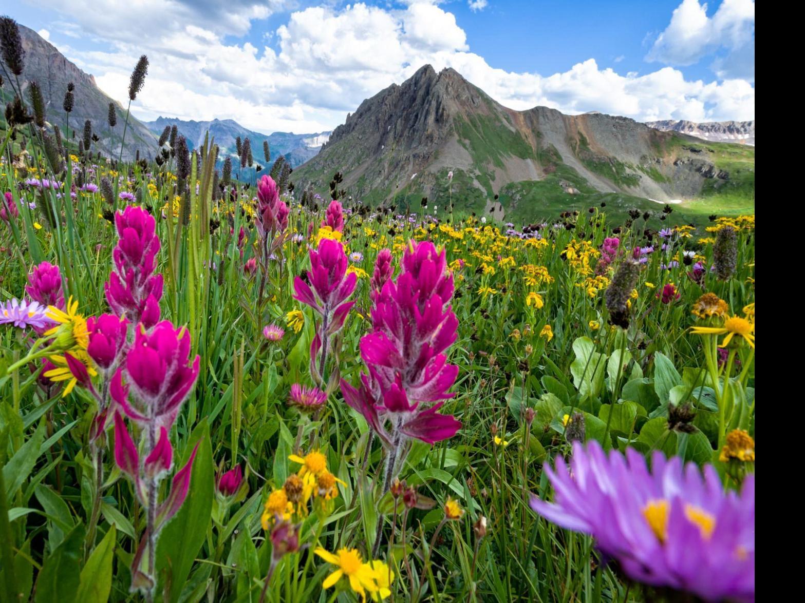 Wildflowers in Ouray, Colorado — Visit Ouray