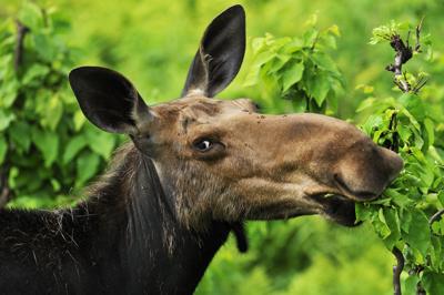 Funny cow moose eating Photo Credit: pchoui (iStock).