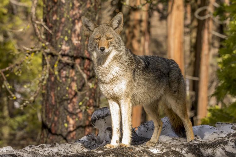 Coyote (Canis latrans) Looks forward in Yosemite, California