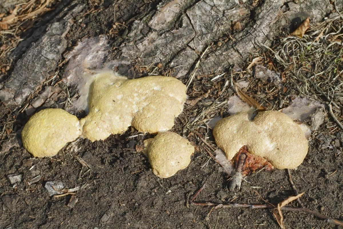 The Fungi World (119) : White Slime Mold photo & image