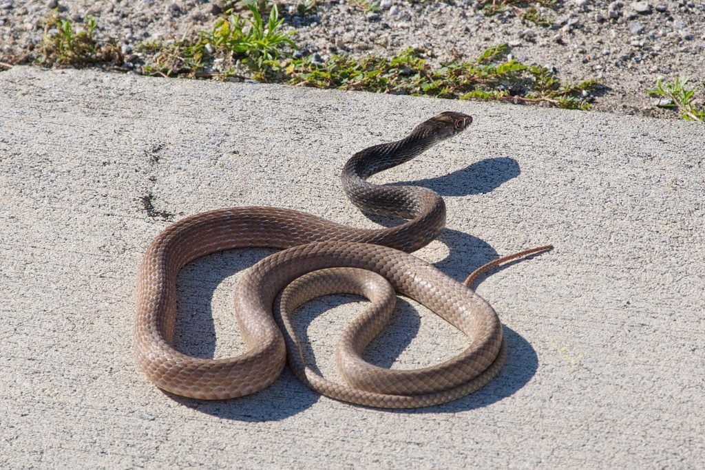 Wildlife Control Englewood: Common Snakes In Colorado To Look Out For