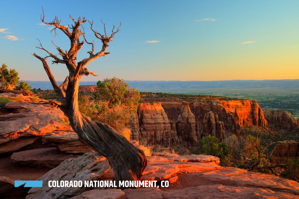 Missouri Pincushion - Colorado National Monument (U.S. National