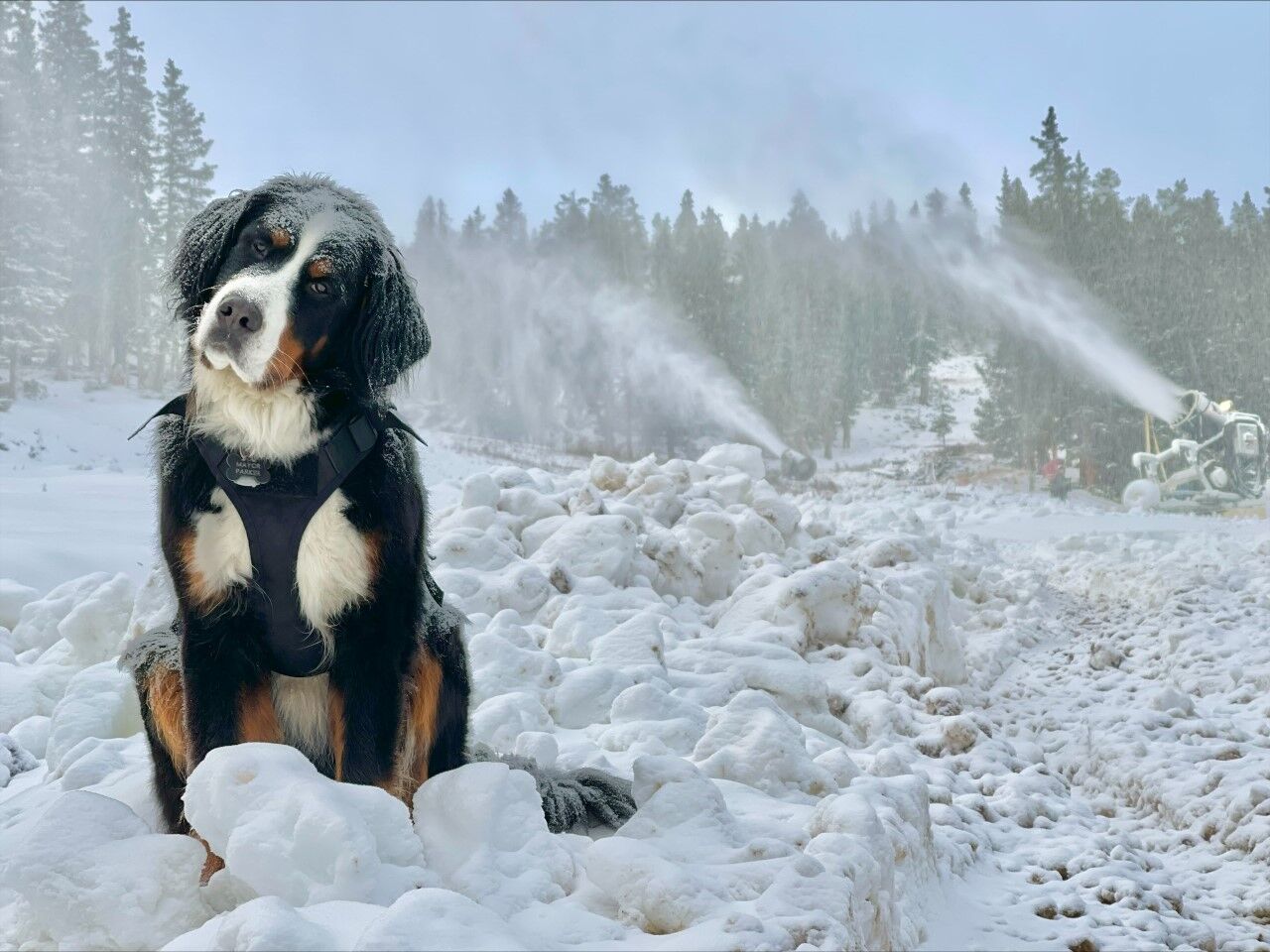 loveland snowmaking dog