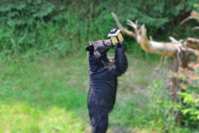 This image shows a black bear turning to bird seed as a source of food. Bird seed can be a common attractant that encourages bears to enter civilized areas in search of food. Photo Credit: MrsOKeefe (iStock).