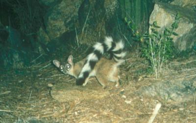 Which wild animal gets spotted more in your city than others? Here's the list