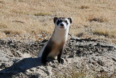 One of the black-footed ferrets that was released. Photo: Colorado Parks and Wildlife, Southeast Region.