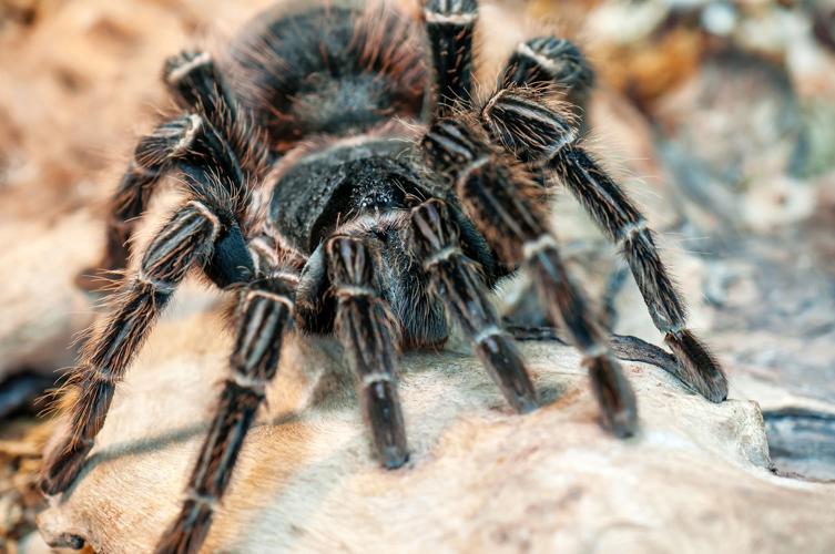 Thousands of tarantulas are now on the move in Colorado