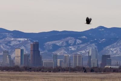 A bald eagle flies in front of Denver skyline Photo Credit: Jeff Edwards (iStock).