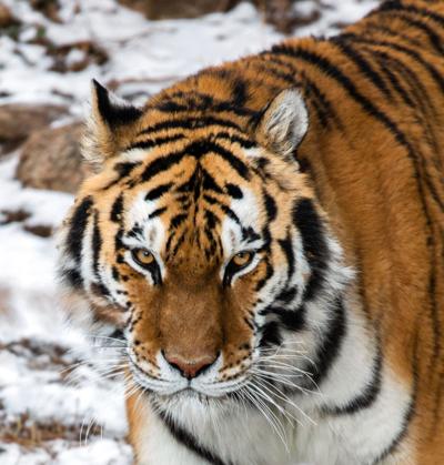 CMZoo Amur Tiger Savelii 1.jpg