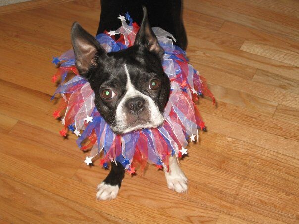 Denver Broncos Running Dog Costume