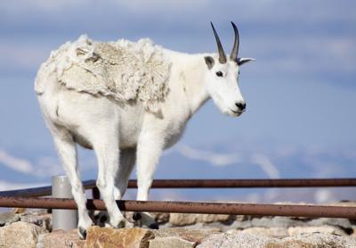 Mountain Goat Photo Credit: Jason Clay, Colorado Parks and Wildlife