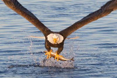 Bald Eagle Catching A Fish Photo Credit: KenCanning (iStock).