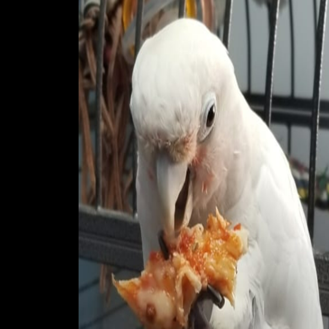 Cockatoo pet store top