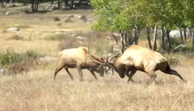 [WATCH] Elk Battle During Mating Season in Estes Park
