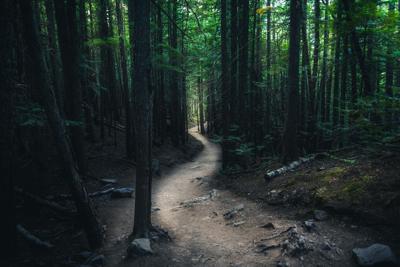 Winding forest trail. Photo Credit: RyanTangPhoto (iStock).