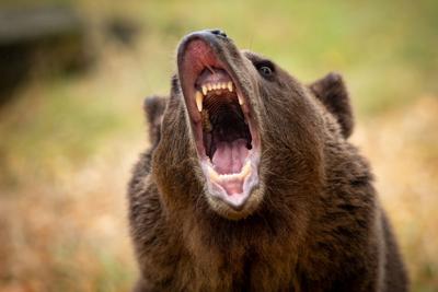 A grizzly bear. Photo Credit: Warren A Metcalf (iStock).