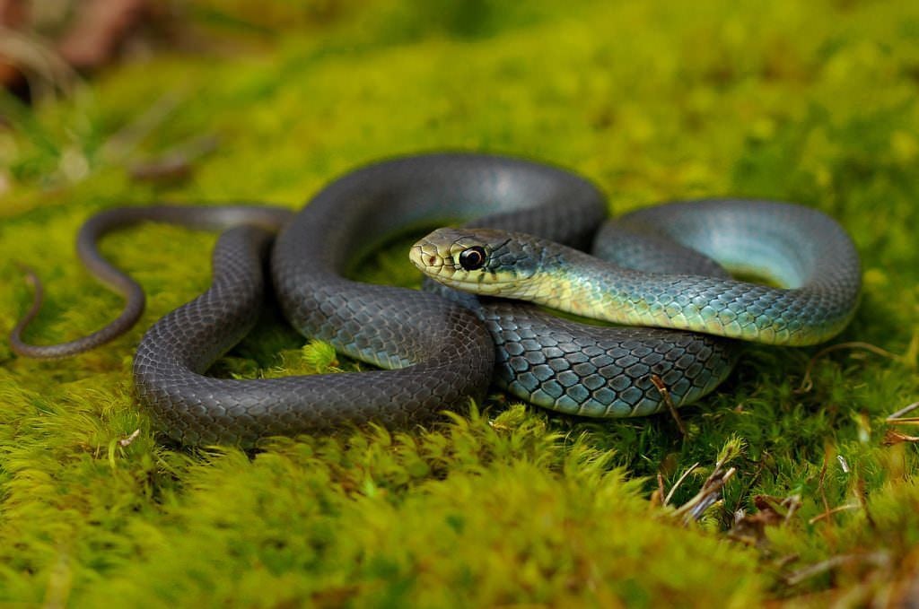 Snake, Grey-Green in Colour