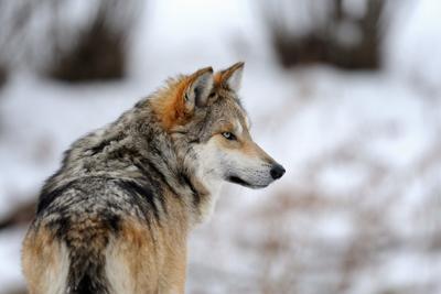 The Key Arguments for Both Sides of the Wolf Reintroduction Debate in Colorado