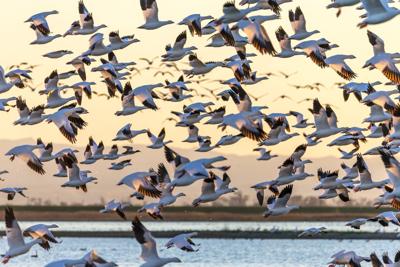 Flock of Snow Geese Flying at Sunset, California, USA Photo Credit: Spondylolithesis (iStock).