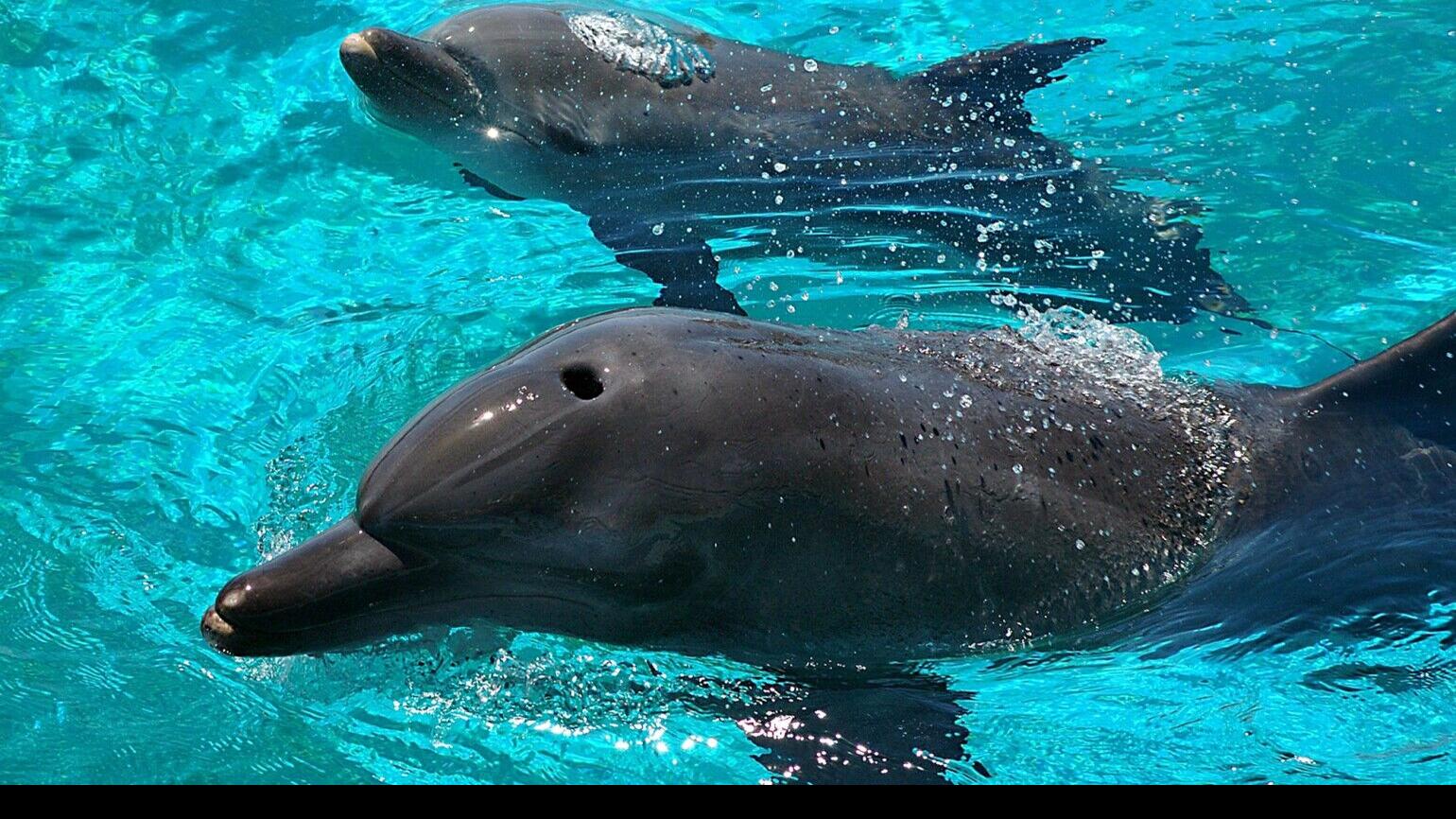 homosexuality in dolphins