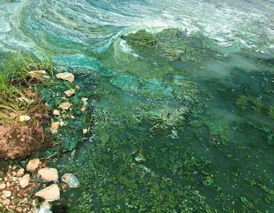 Blue green algae toxic bloom Photo courtesy of Colorado Parks and Wildlife.