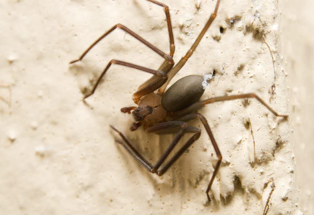Know the risks of encountering black widow, brown recluse spiders