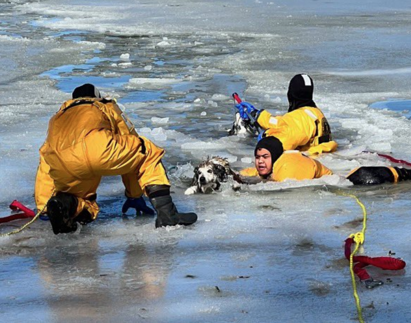 Two Dogs Saved After Falling Through Ice On Frigid Colorado Lake ...