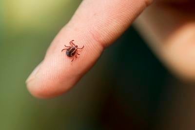 How concerned should you be about ticks in Colorado?
