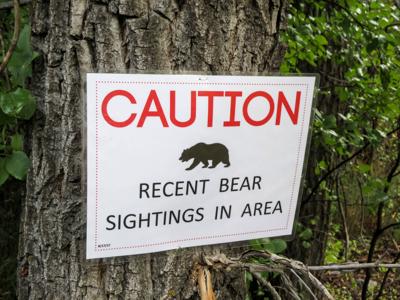 Caution Recent Bear Sightings sign hung on a tree in Colorado