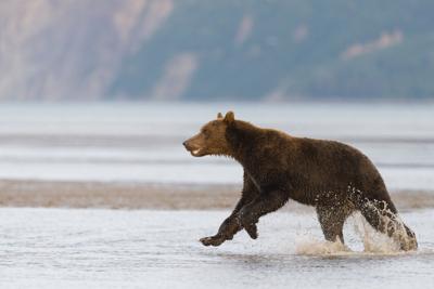 Grizzly, brown bear, Ursus arctos, running and pursuing an other one, Alaska