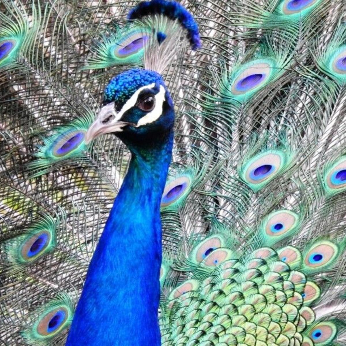denver broncos on peacock