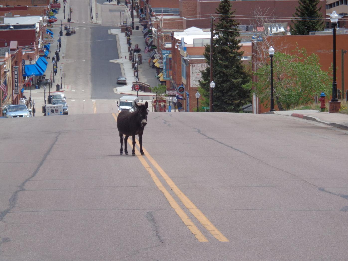 Donkey Derby Days returns to Cripple Creek | Arts ...