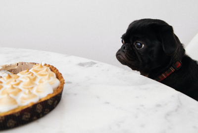 pug dog thanskgiving food pie pets