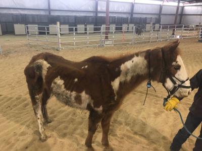 2 horses found dead; 10 found emaciated at Colorado farm