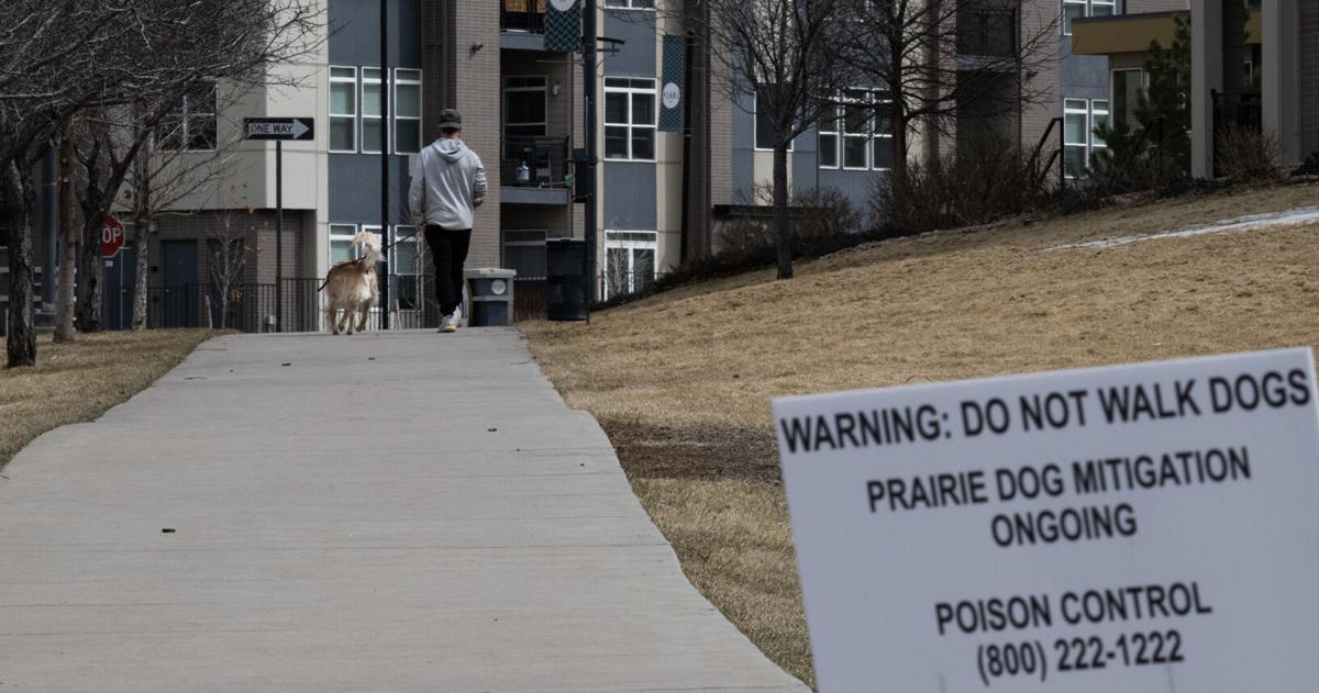 DTC prairie dog poisoning culprit identified | Denver Metro News