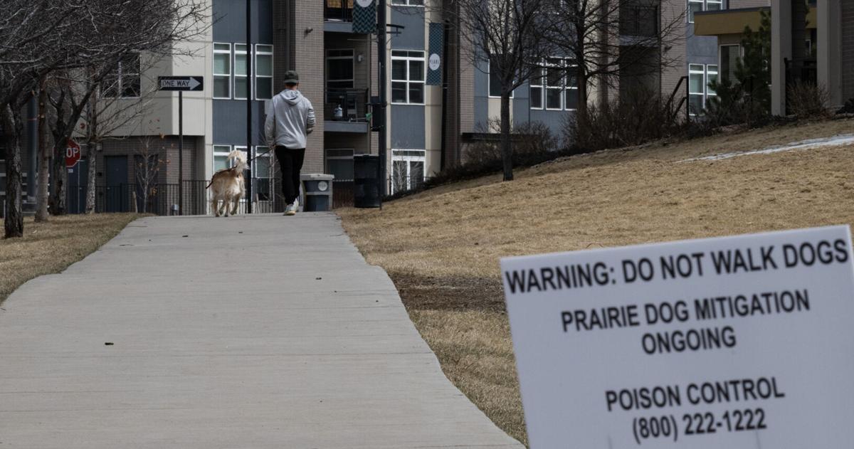 DTC prairie dog poisoning culprit identified | Denver Metro News DTC prairie dog poisoning culprit identified | Denver Metro News