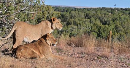 Far from a war-torn Ukrainian zoo, 9 lions now call Colorado home |  Subscriber Content 