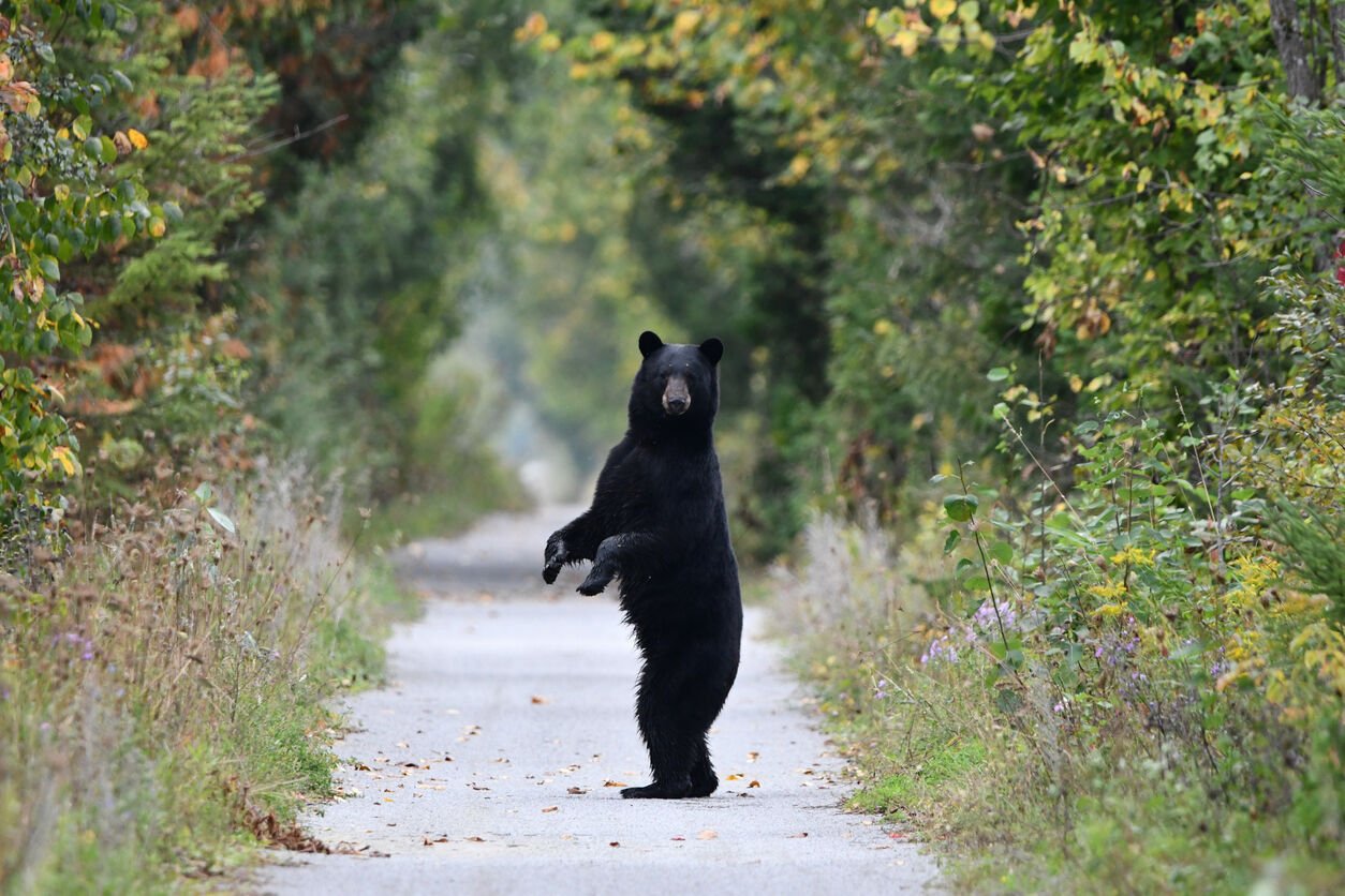 Bear steals chewy sales box