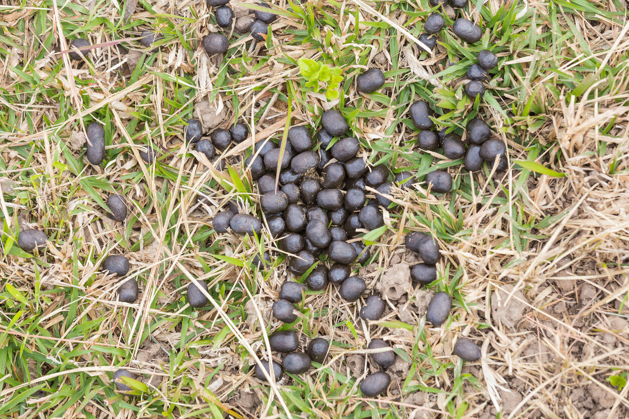 coyote poop images