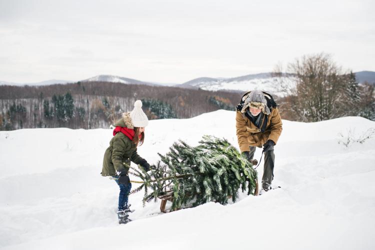 Where and How to Cut Down a Christmas Tree in Colorado