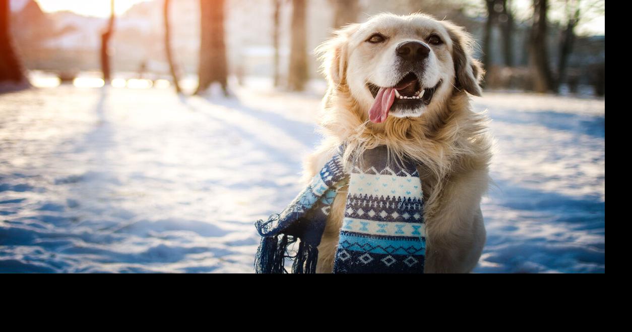 Recent study reveals the top five most popular dog names in Colorado | News
