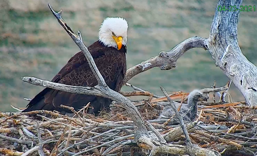 Screen capture from the Standley Lake Eagle Cam hosted by the City of Westminster.