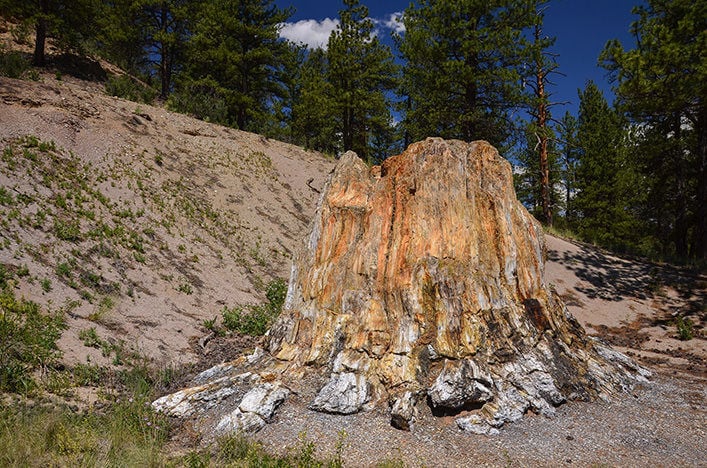 Millions of years old, petrified redwood stumps still exist in Colorado