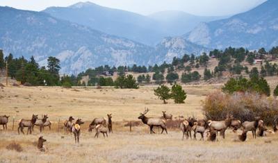 Elk in the area of Rocky Mountain National Park. Photo Credit: garytog (iStock).