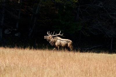 Stock image, see footage of 'unicorn' elk below. Photo Credit: Betty4240 (iStock).