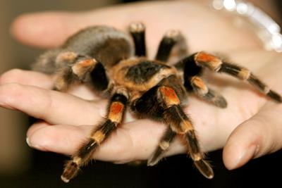 5 Dangerous Spiders Found in Colorado