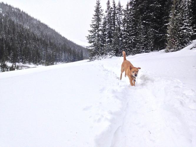 3 Ways to Get the Most Out of Snowshoeing with Your Dog