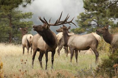 Elk herd. Photo Credit: milehightraveler (iStock).
